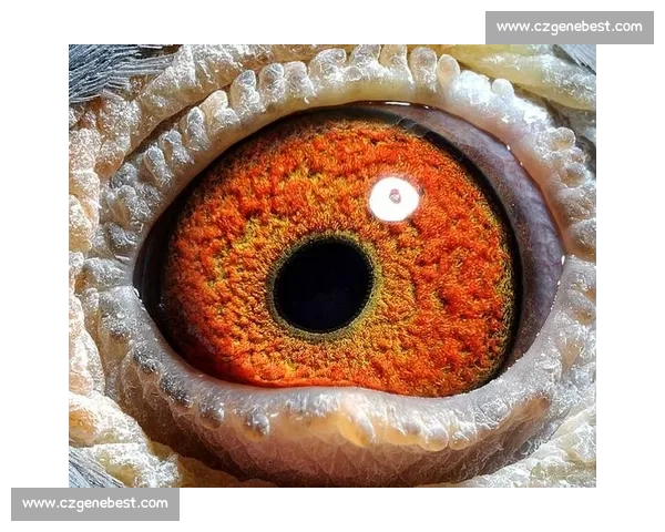 上海信鸽协会举办赛事直播精彩纷呈 聚焦鸽界精英对决 上海信鸽协会举办赛事直播精彩纷呈 聚焦鸽界精英对决